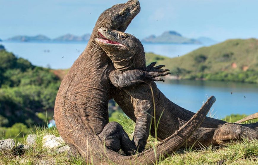 2-Day Komodo Island Tour: Ultimate Phinisi Adventure