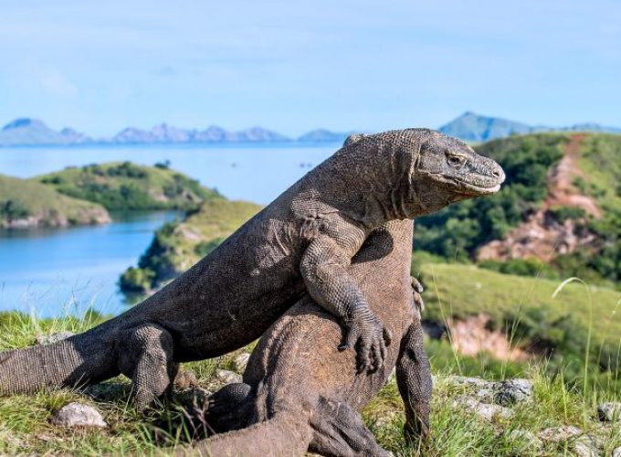 Komodo Tours