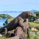 Komodo Tours