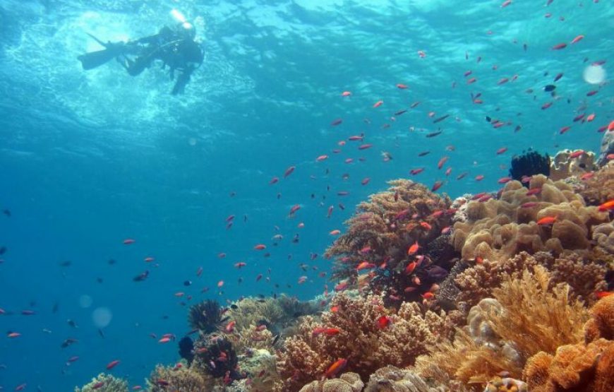 2-Day Komodo Island Tour: Ultimate Phinisi Adventure