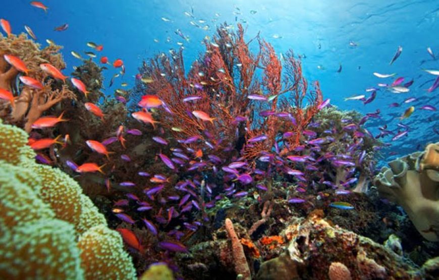 2-Day Komodo Island Tour: Ultimate Phinisi Adventure