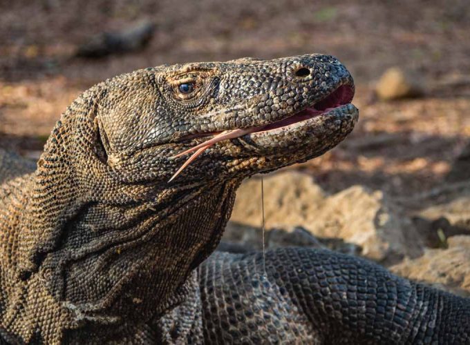 3-Day Komodo Islands Adventure