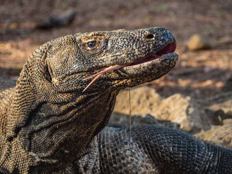 3-Day Komodo Islands Adventure